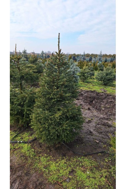 Ялина звичайна Ексцелса - ком25кг/вис.100-120см/Ø50-60см